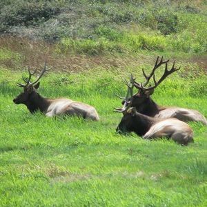 Meet your Posher, Bo